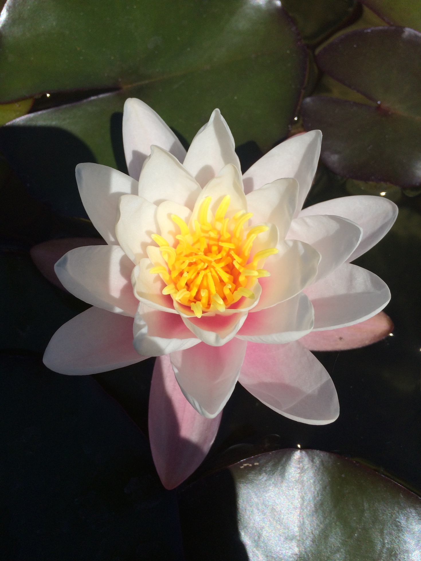 Lotus Kopie