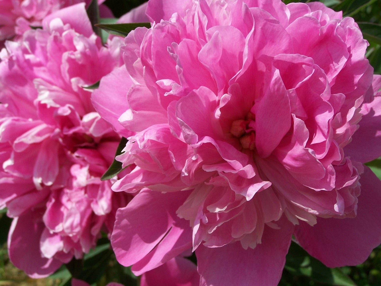 Pfingstrose_Birgit_Richter