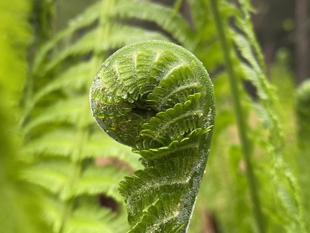 entwicklung_ist_unsere_natur_birgit_richter_dresden
