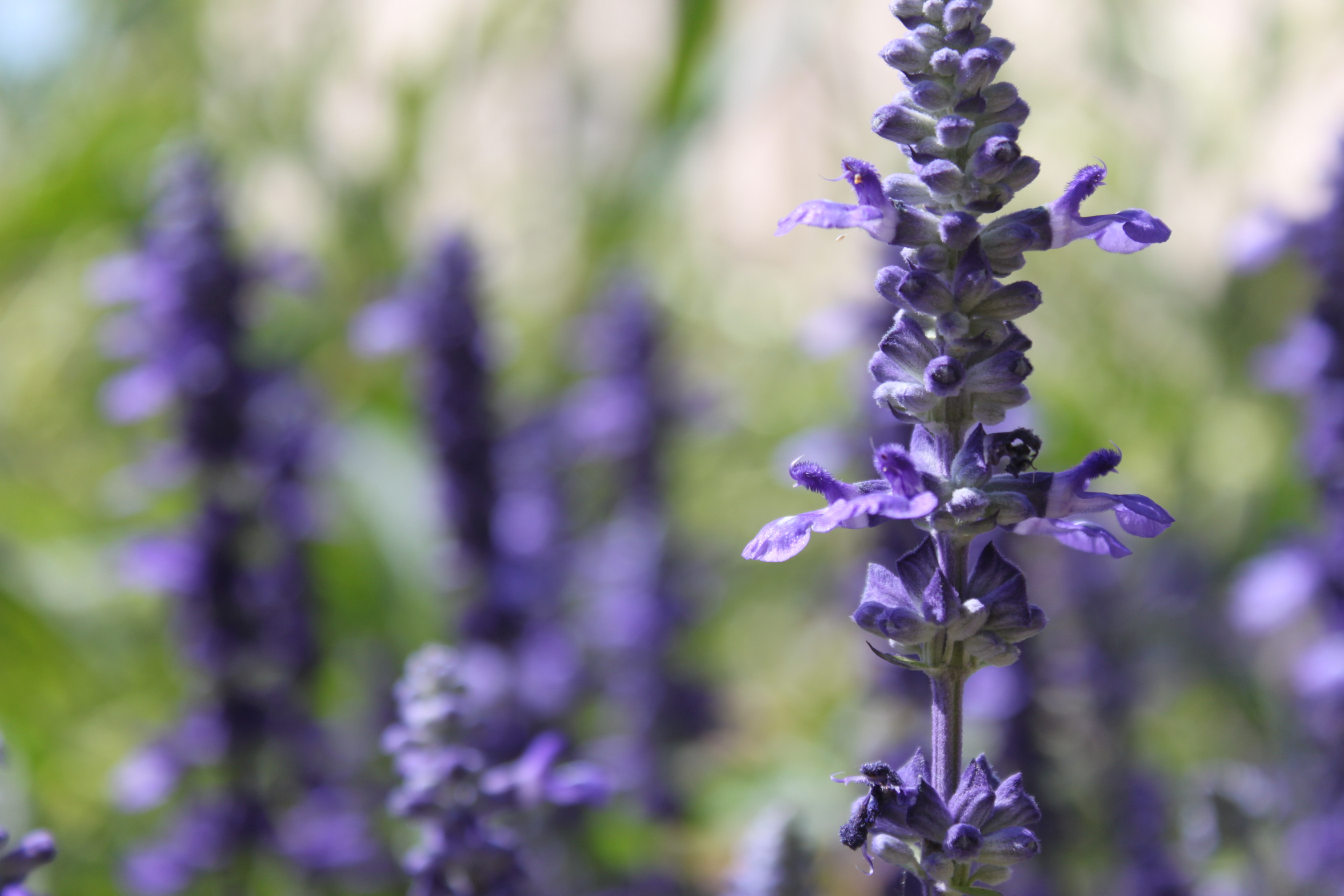 lavendel_birgit_richter