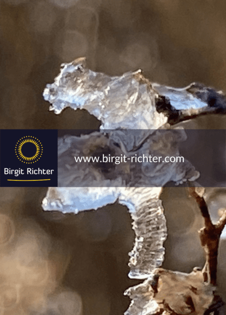 lichtmess_birgit_richter_dresden